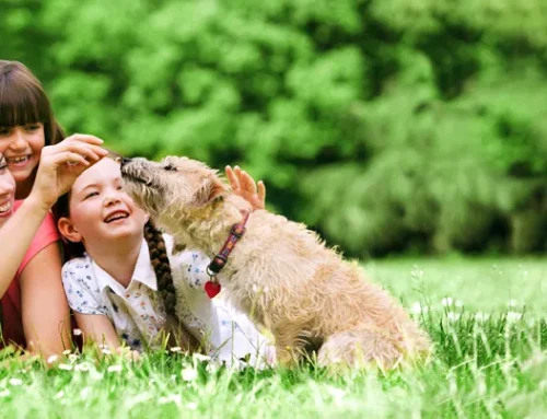 Lost Pets – How They Get Lost and How to Keep Them Safe