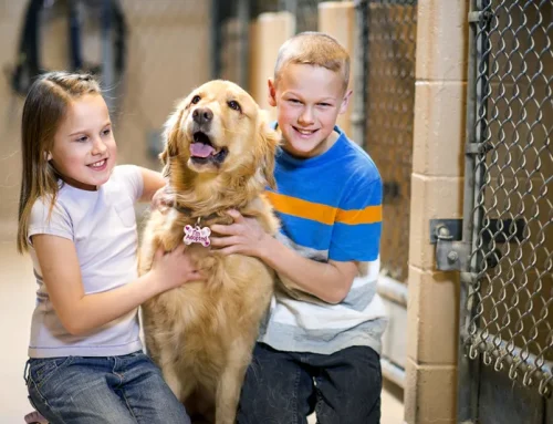 I.D. Tags – A Simple Solution to Pet Safety