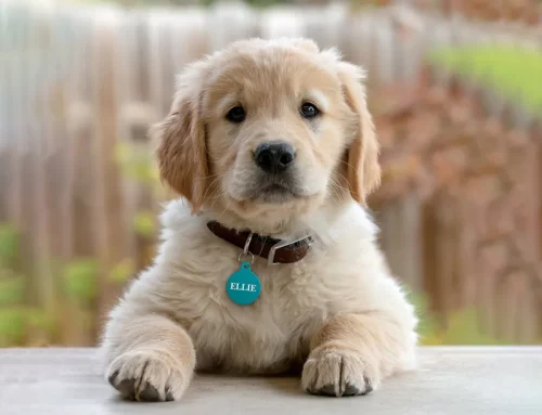 How Do I Get VetScribe in My Clinic or Shelter?