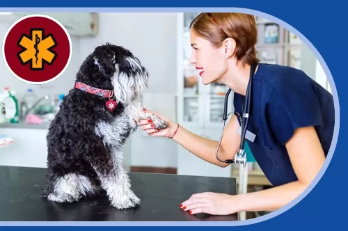 Rabies & Medical
